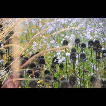 BIBLIOTHEEKTUIN - DENDERMONDE herfstbeeld (4)